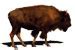 Image result for Bison Original Range