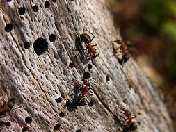 Image result for Brown Carpenter Ants