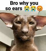 Image result for Boy Why You so Ears