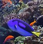 Image result for Mermaid Fish Fins
