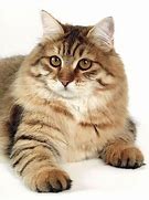 Image result for Siberian Cat Chonker