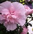 Bilderesultat for Hibiscus syriacus Pink Chiffon