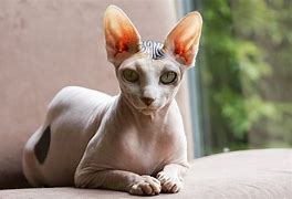 Adult Sphynx Cat 的图像结果