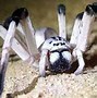 Image result for Biggest Spider Compared to Human