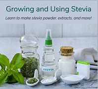 Image result for Stevia Plant Sugar