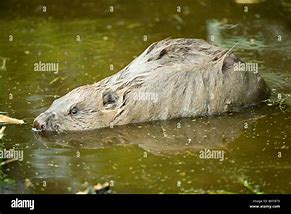 Image result for Beaver Side View