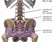 Image result for co_to_za_zapylenie_krzyżowe