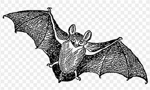 Image result for Vintage Bat Pic