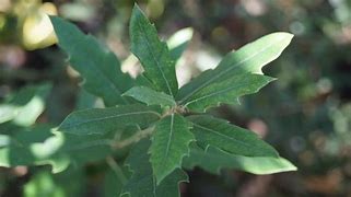 Image result for Quercus hispanica Waasland