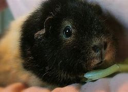 Image result for Fat Baby Guinea Pigs