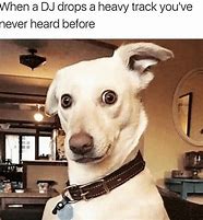 Image result for Dog No Ears Meme