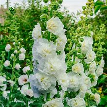 Image result for Alcea rosea Charters Double VIOLET