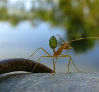 Image result for Cute Ant