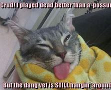 Image result for Funny Dead Cat Jokes