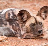 Image result for African Wild Dog Zoo Habitat