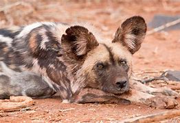 Image result for The Wild Dogs