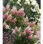 Image result for Hydrangea paniculata Pinky Winky