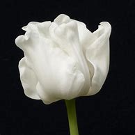 Image result for Tulipa White Liberstar