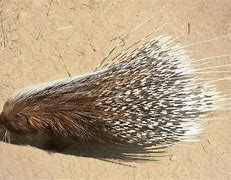 Image result for Porcupine Quills