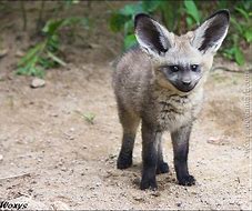 Image result for Bat-Eared Fox Cute