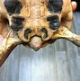 Image result for Tortoise Tail