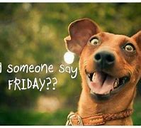 Image result for Friday Memes Funny Work Animals