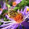 Image result for Plants Bees Like