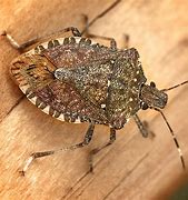 Image result for Armored Bugs