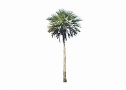 Image result for Mexican Fan Palm Tree