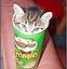 Image result for So Cute Cats