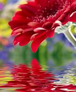 Image result for Flower Wallpapers