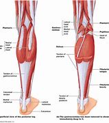 Image result for Ankle Joint Calf Muscle