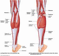 Image result for All Calf Muscles