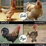 Image result for Beware of Chicken Meme