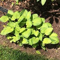 Image result for Hosta Heart And Soul