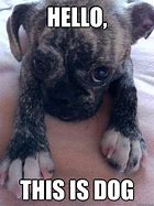 Image result for Funny Dog Hello
