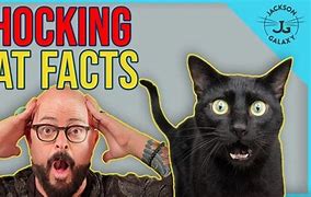Image result for Cat Jackson Galaxy Meme