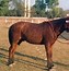 Image result for Indian Horse Breeds