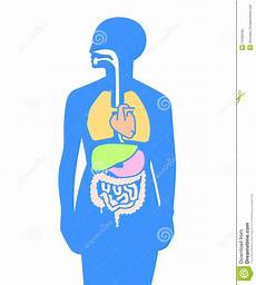 organi interni corpo umano corpo umano degli organi interni immagine stock libera da organi interni corpo umano corpo umano degli organi interni immagine stock libera da