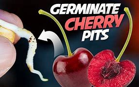 Image result for Can you Plant Cherry Seeds