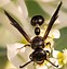Image result for "potter-wasp"