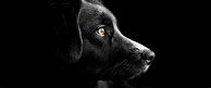 Image result for Black Dog Aesthetic