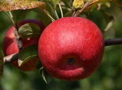 Image result for Connell Red Apple Tree
