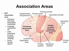 Image result for Association Areas
