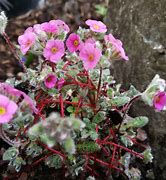 Afbeeldingsresultaten voor Androsace villosa var. jacquemontii pink-flowered
