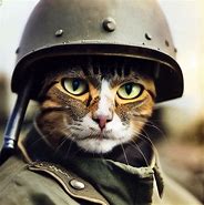 Image result for Soldier Cat Meme