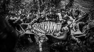 Image result for Tiger Attacks On Humans