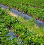 Image result for Best Strawberry Farms Near Me