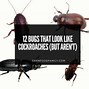 Image result for Cricket vs Cockroach
