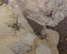 Image result for Live Cave Crickets for Sale